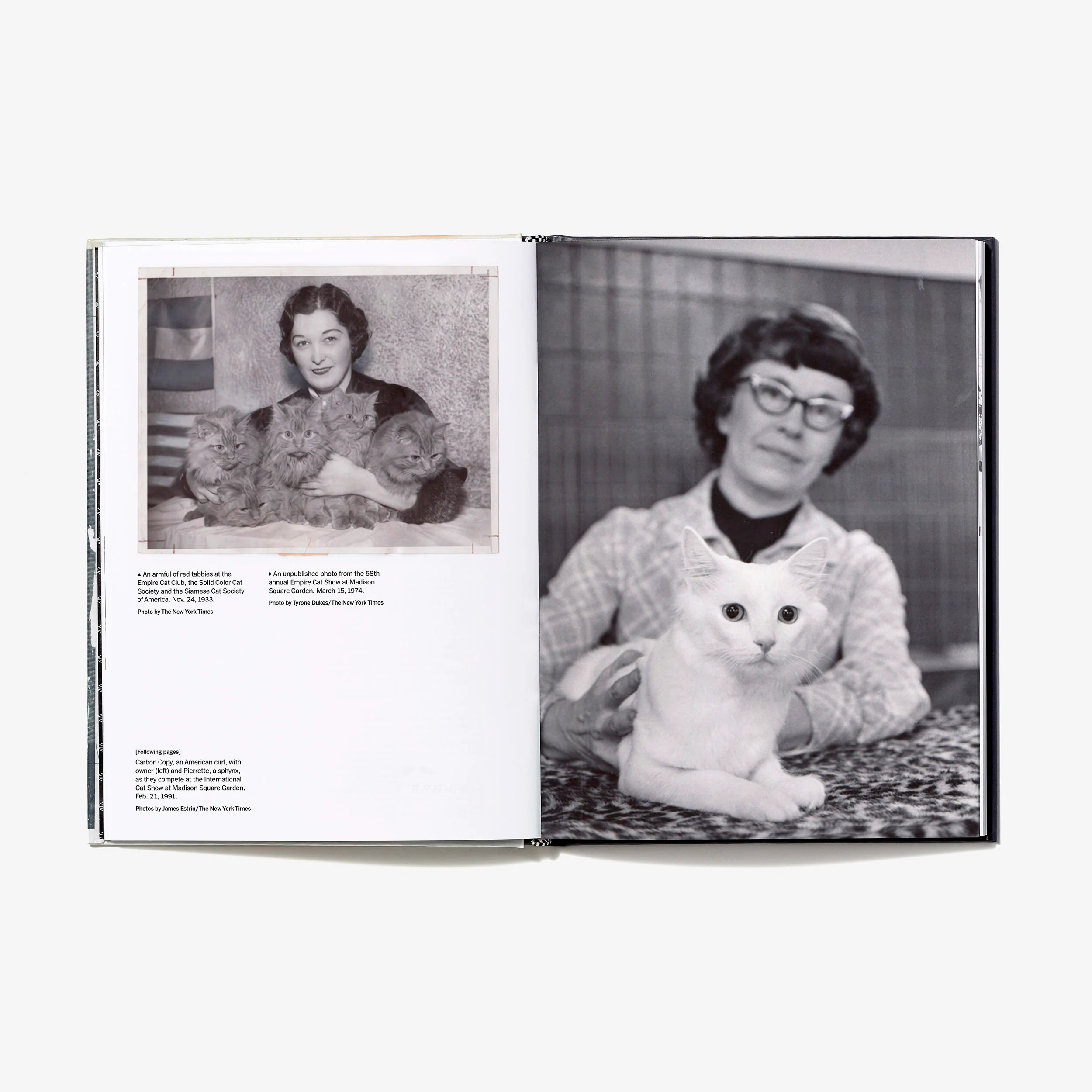 Cats of The Times - Image 5